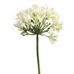 Künstliche Agapanthus Blüte creméweiß 80 cm
