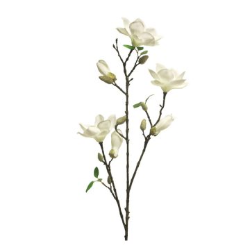 Magnolien