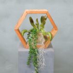 Hexa | Tropische Wildnis | 25 cm