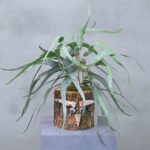 Eichenstämmchen | Weidenruhe | 30 cm