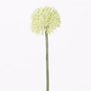 Allium groot Wit 65cm