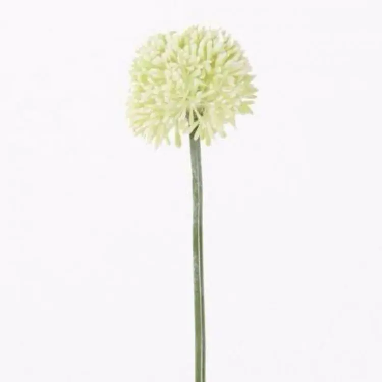 Allium groot Wit 65cm