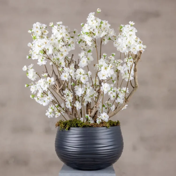 Appelbloesemstruik Alise Wit 65cm (1)