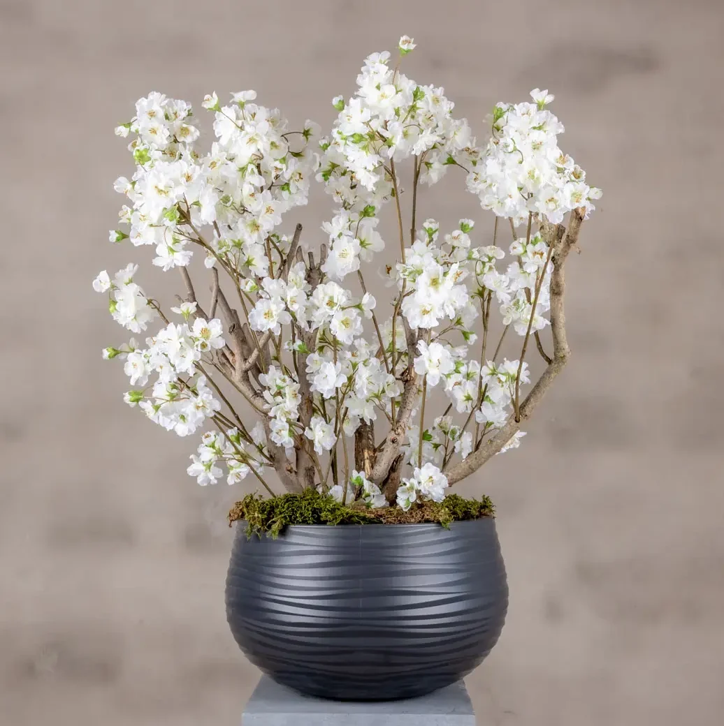 Appelbloesemstruik Alise Wit 65cm (1)