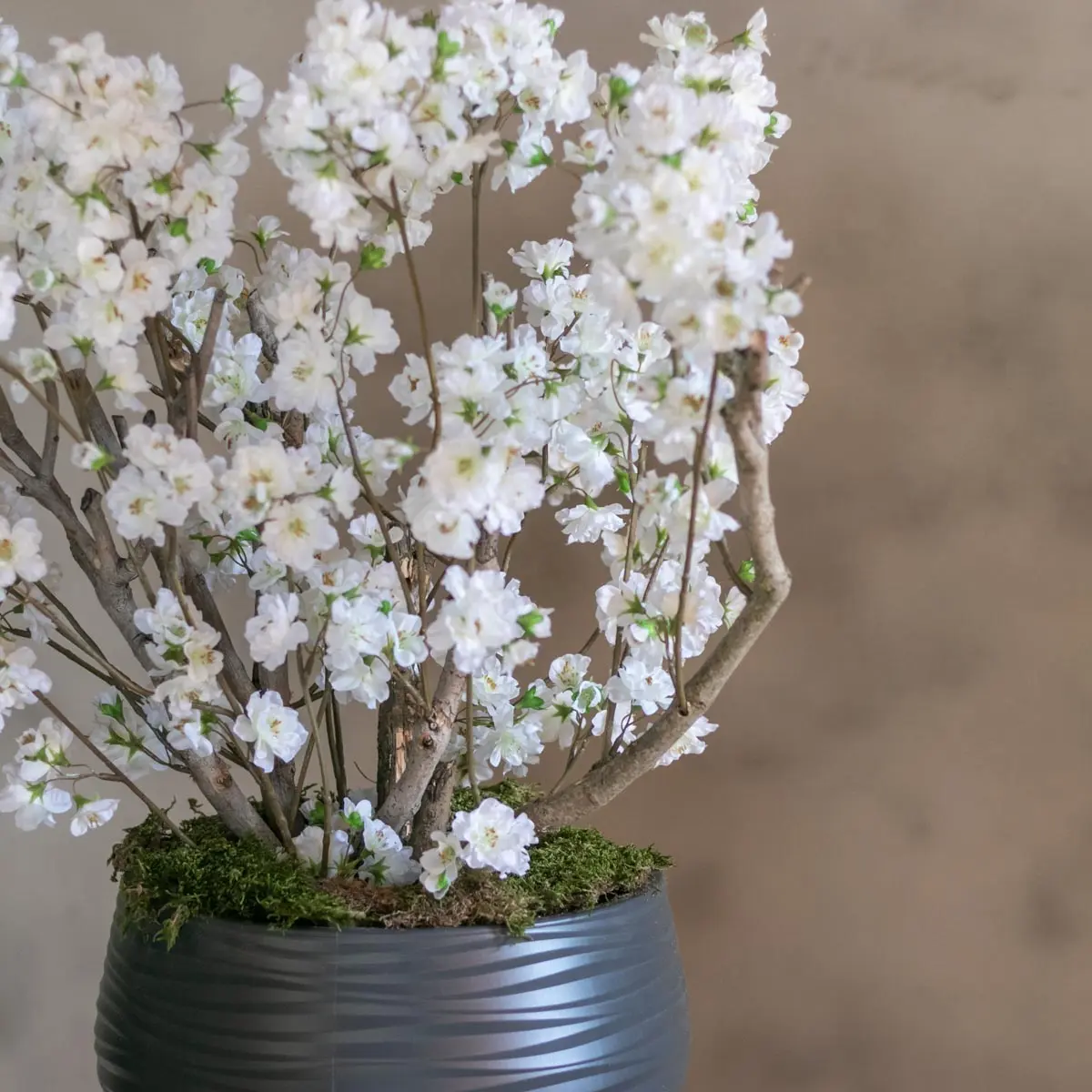 Appelbloesemstruik Alise Wit 65cm (2)