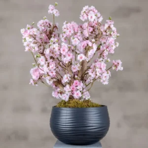 Appelbloesemstruik Annette Roze 65cm (1)