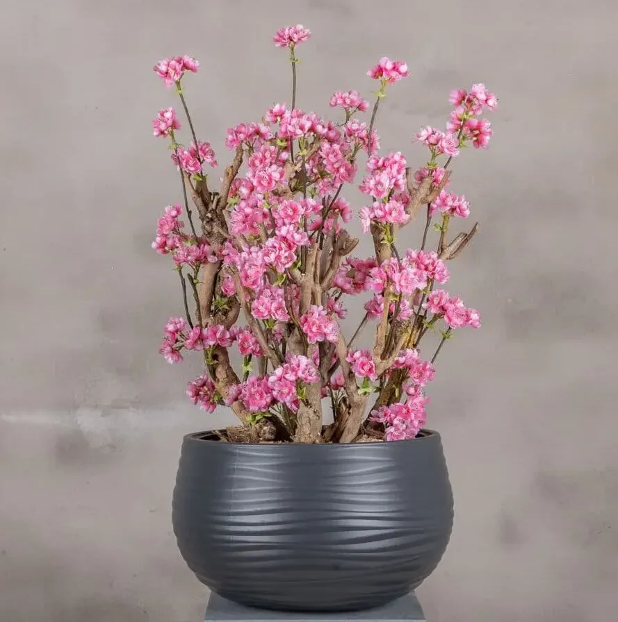 Appelbloesemstruik Else Felroze 65cm (1)