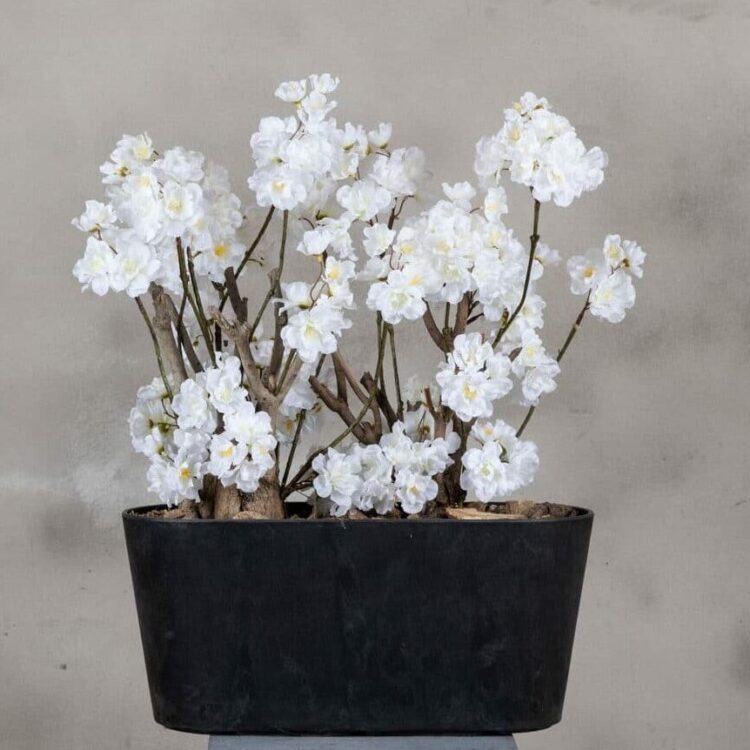 Appelbloesemstruik Jolande - Wit - 50cm