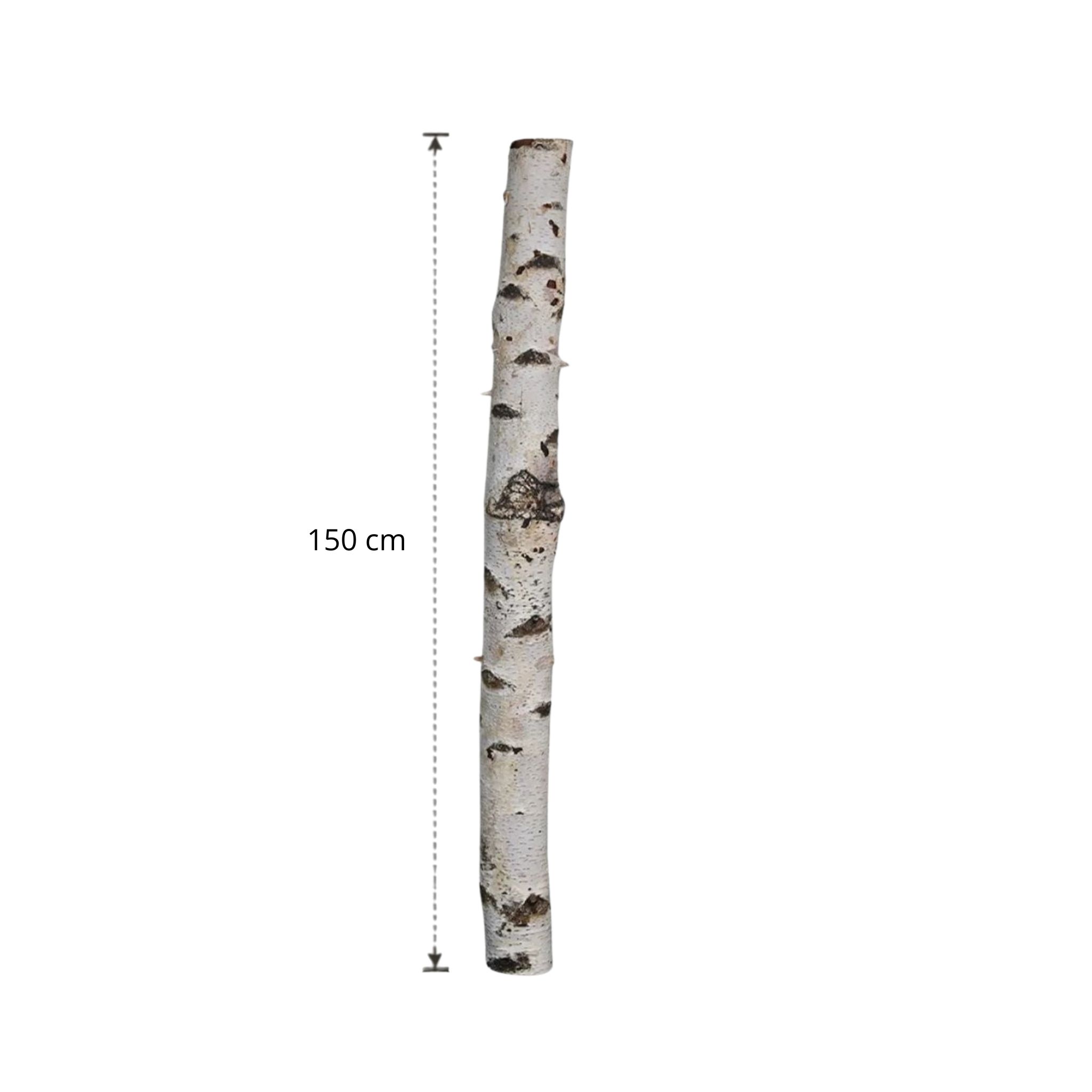 Berkenstam 150 cm
