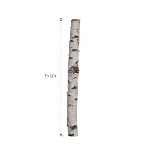Berkenstam 75 cm