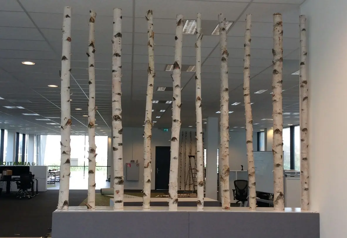 Berkenstam vanaf 50 tm 150 cm Ø 6-7cm (6)