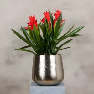 Bloemstuk Bromelia 60cm (2)