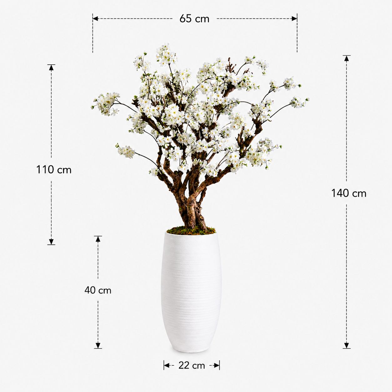 Bloesemboom Elody afmetingen