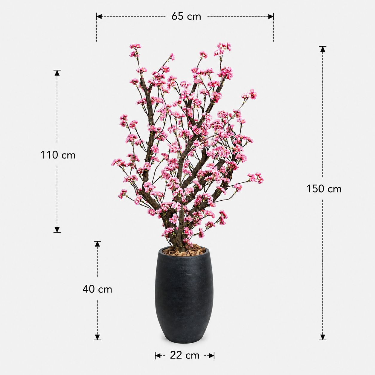 Bloesemboom Livia afmetingen