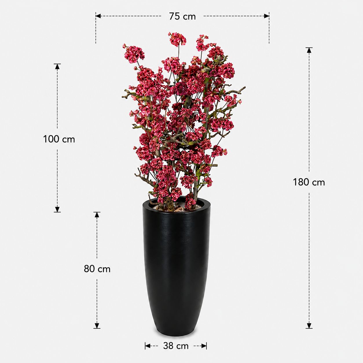 Bloesemboom Ruby afmetingen