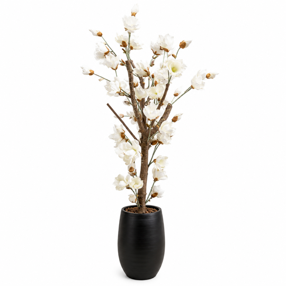 Magnolienbaum Valerie weiß