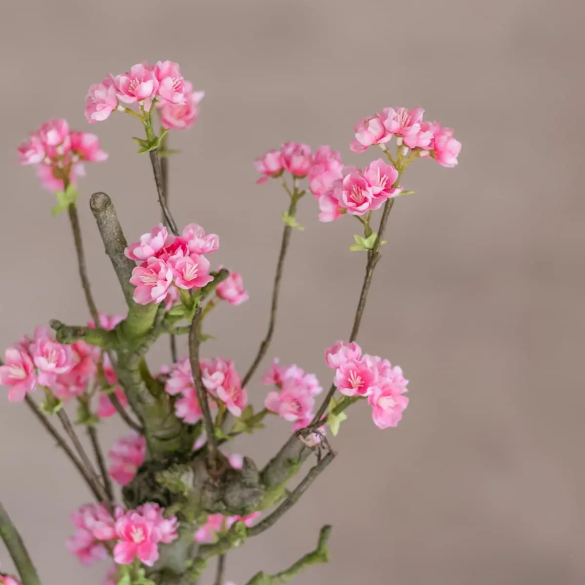 Bloesemstruik Charlotte Felroze 70cm detailfoto (2)