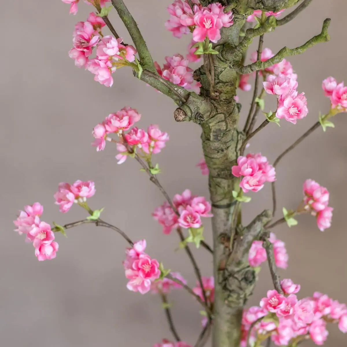 Bloesemstruik Charlotte Felroze 70cm detailfoto