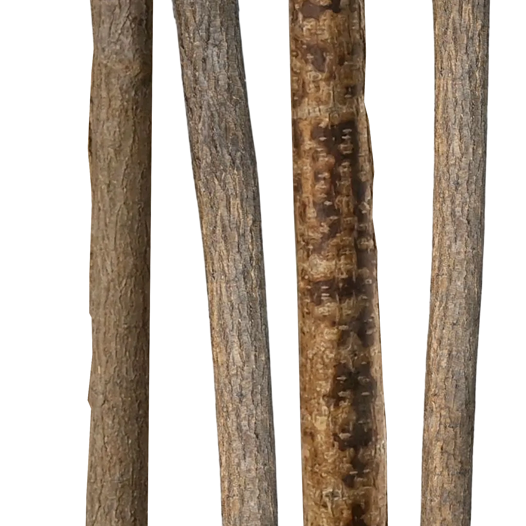 Categorie-Stammen-Linden