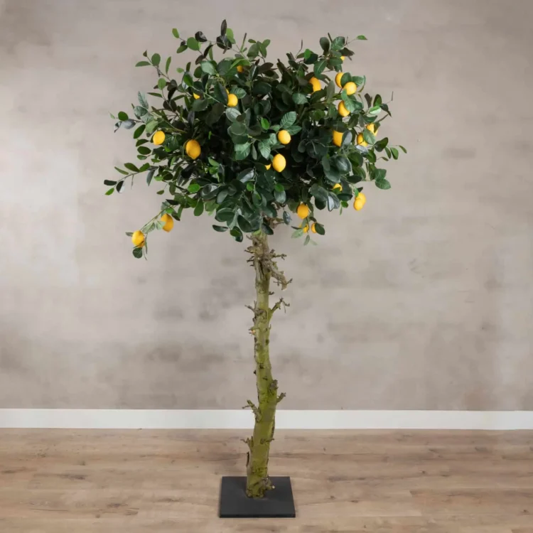 Citroenboom 180cm (1)
