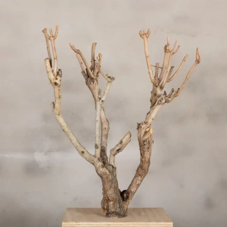 Decoboompje Naturel 50-60cm (1)