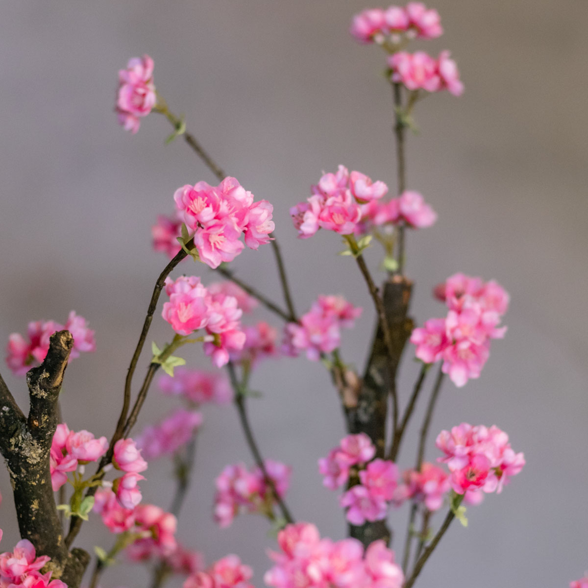 Decoratietakken Knoops