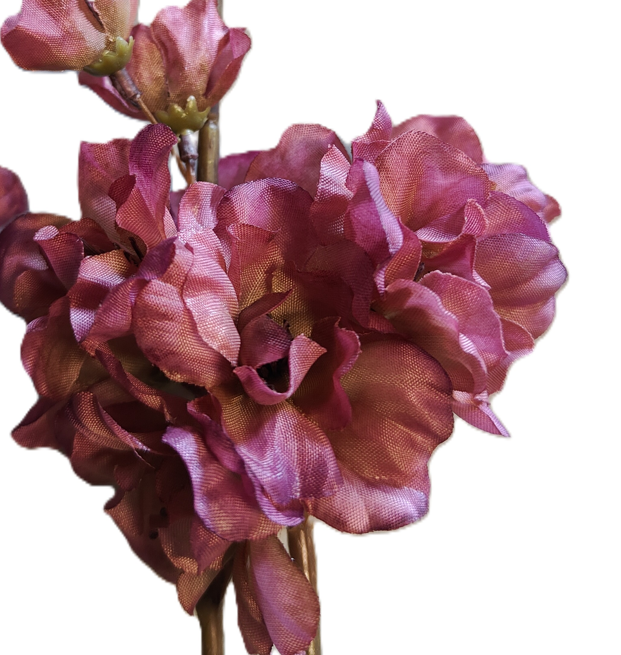 Detail aubergine bloesem