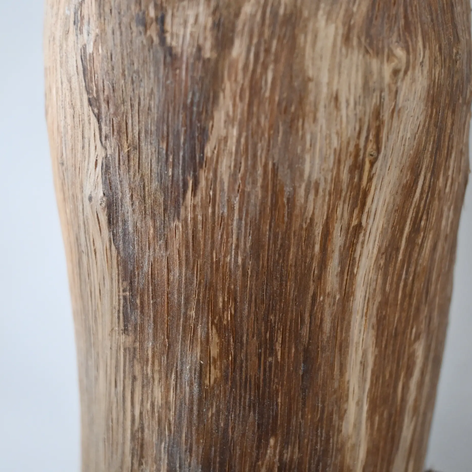 Detail oud eikenstam (1)