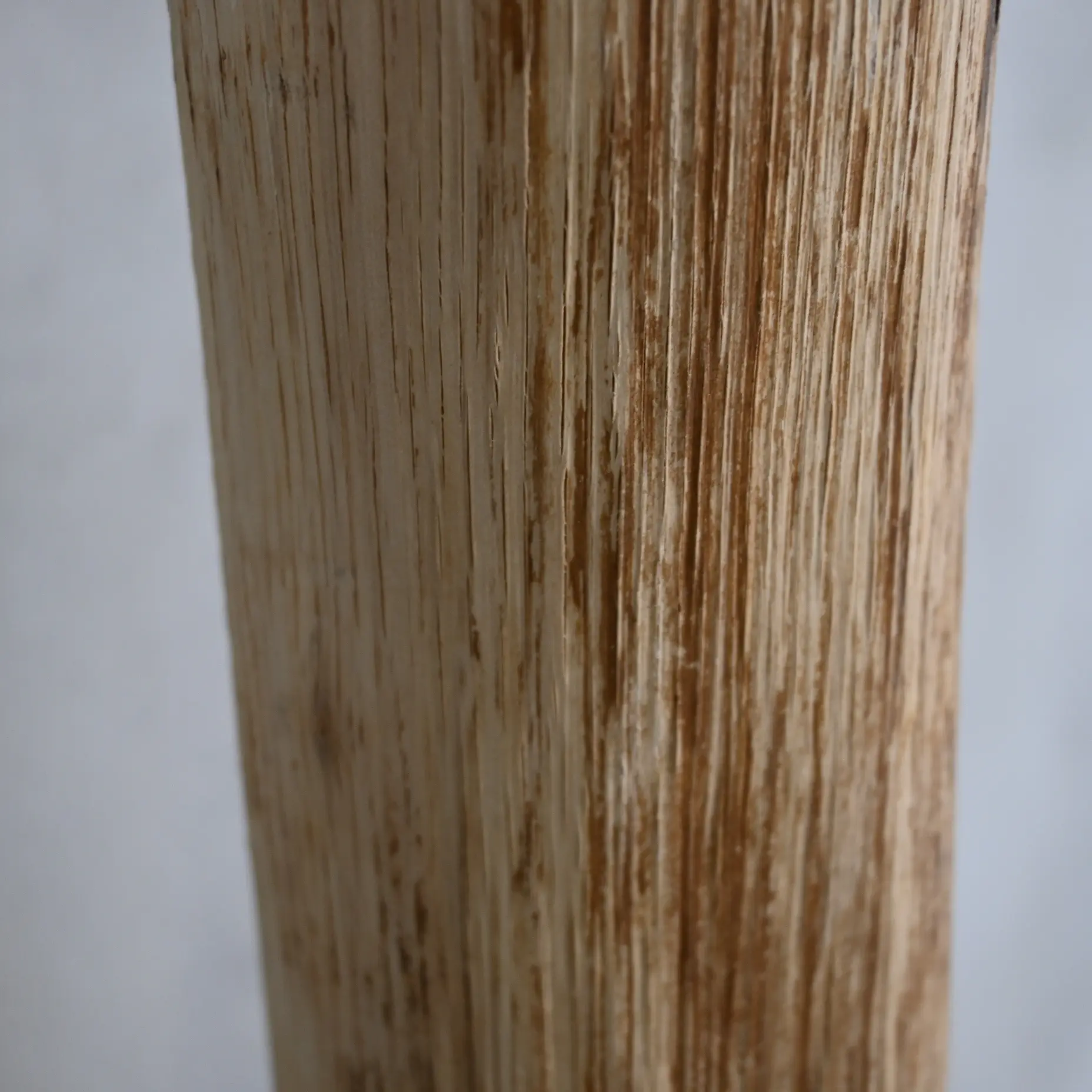 Detail oud eikenstam