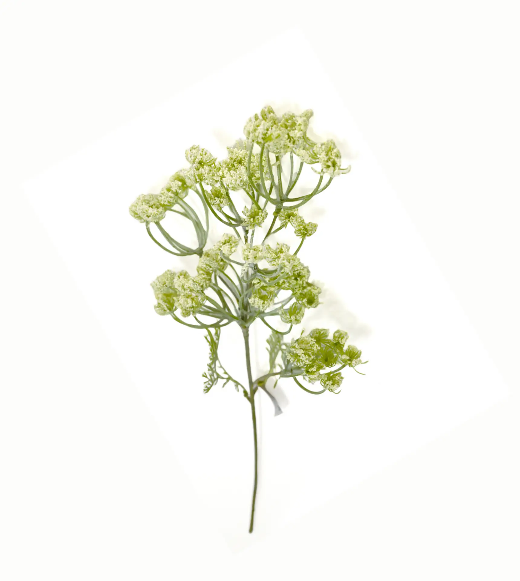 Dille vertakt Wit 50cm