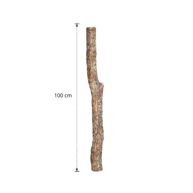 Eikenstam 100 cm (3)