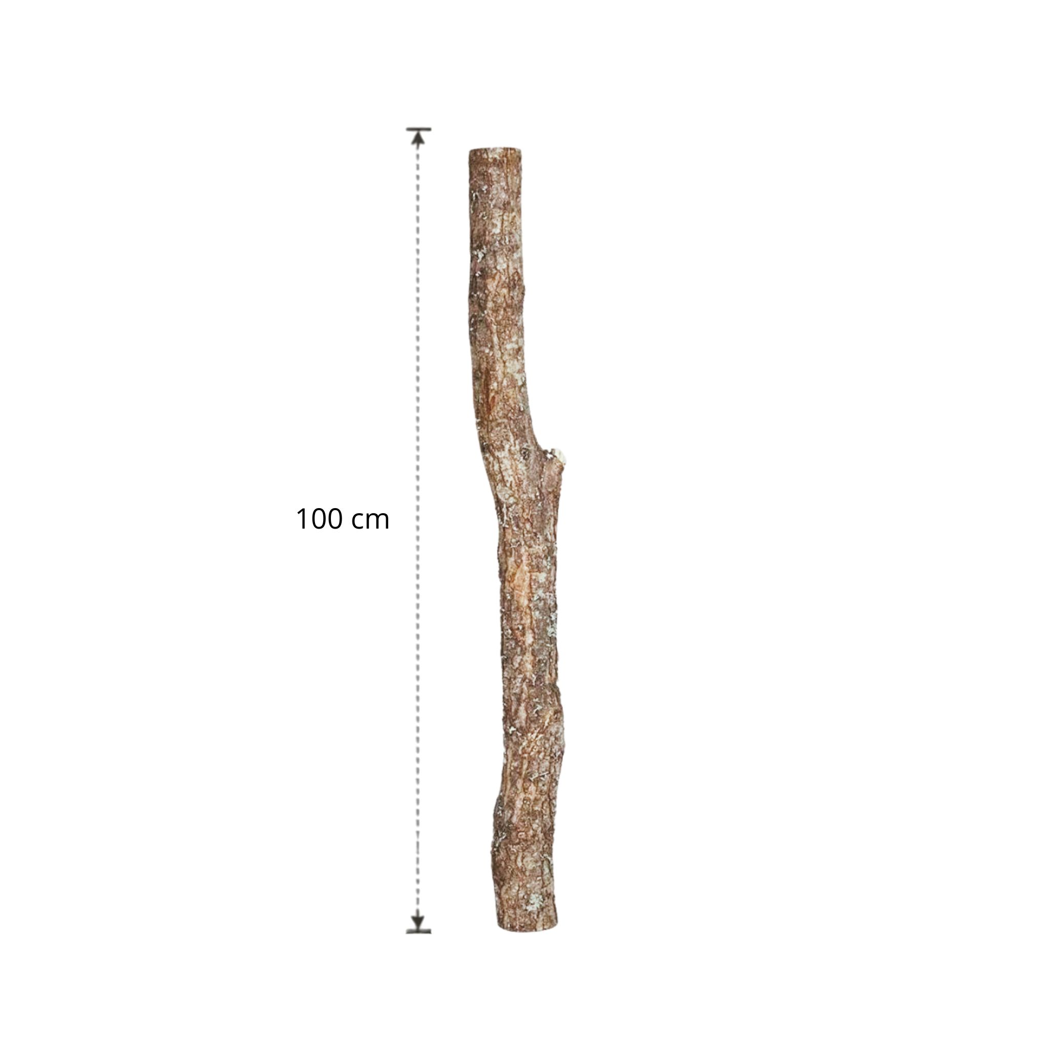 Eikenstam 100 cm (3)