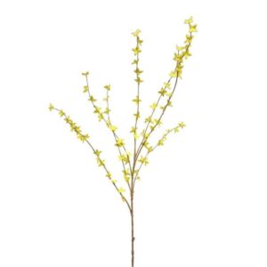 Forsythia-Geel-1m_product