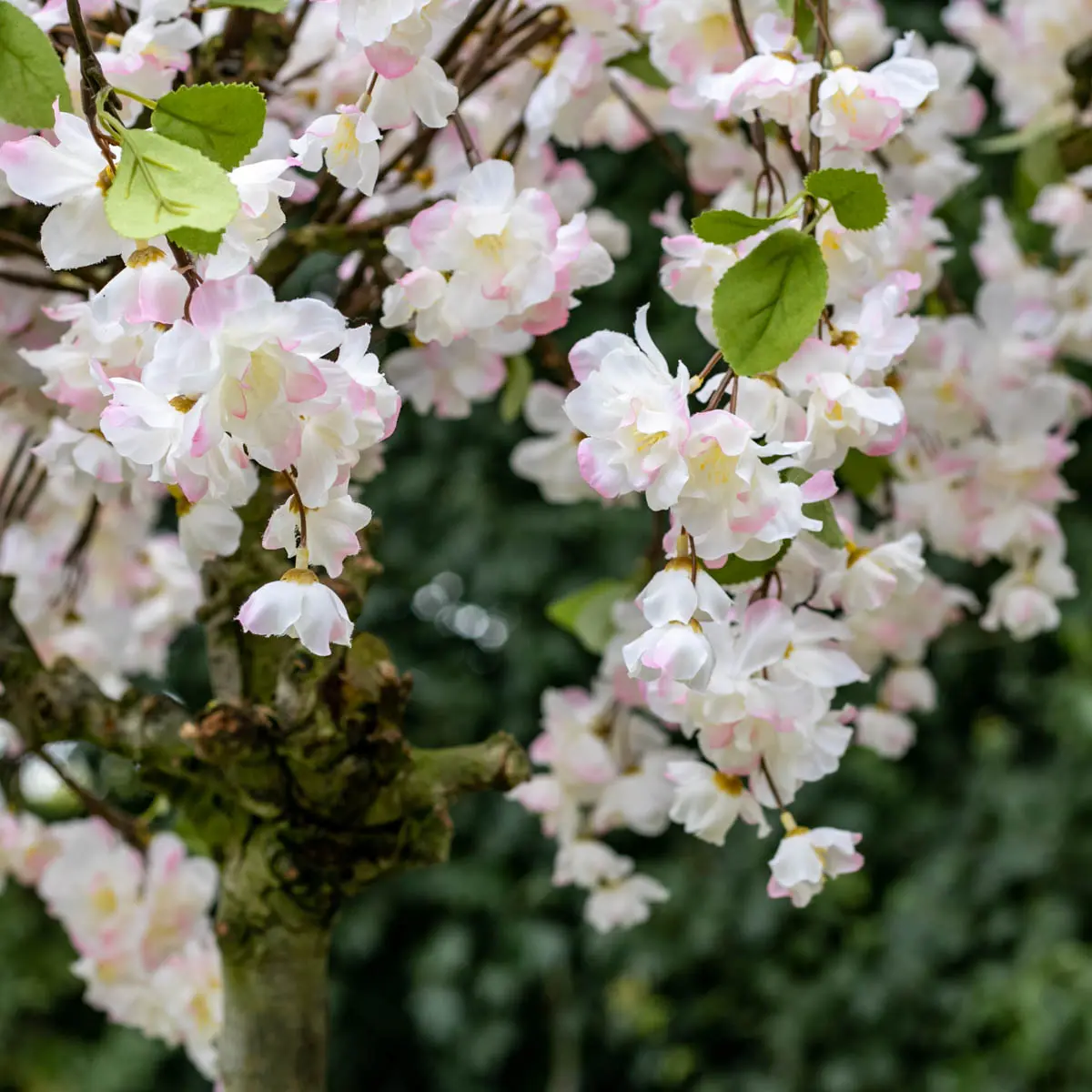 Grote bloesemboom Chloë met pot Wit met vleugje roze en groen blaadje 200cm (2)