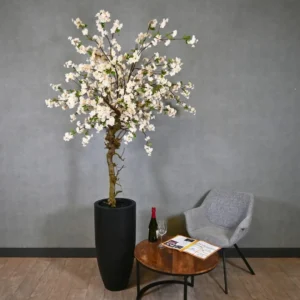 Grote bloesemboom Chloë met pot Wit met vleugje roze en groen blaadje 200cm