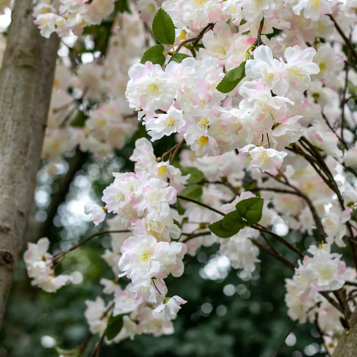 Grote bloesemboom Chloë met pot Wit met vleugje roze en groen blaadje 200cm detailfoto (2) (1)