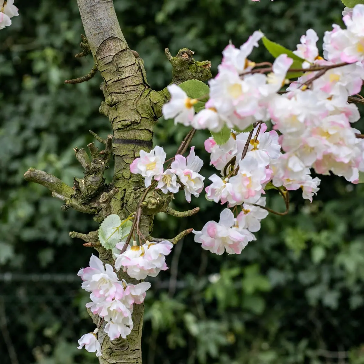 Grote bloesemboom Chloë met pot Wit met vleugje roze en groen blaadje 200cm detailfoto (2)
