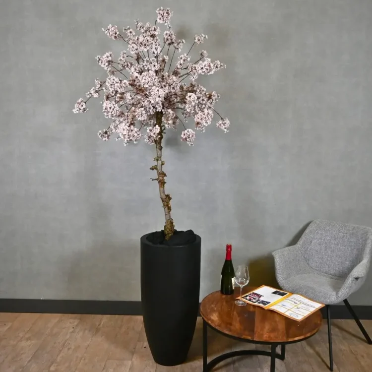 Grote bloesemboom Delphine met pot Lila pastel 200cm