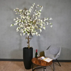 Grote bloesemboom Zenna met pot Wit met groen blaadje 200cm