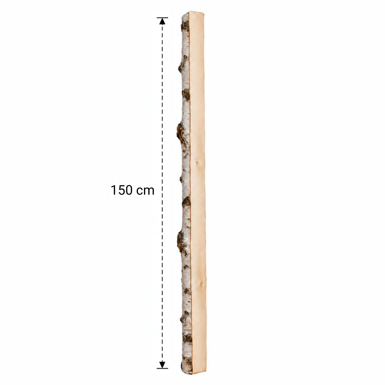 Halve Berkenstam 150 cm