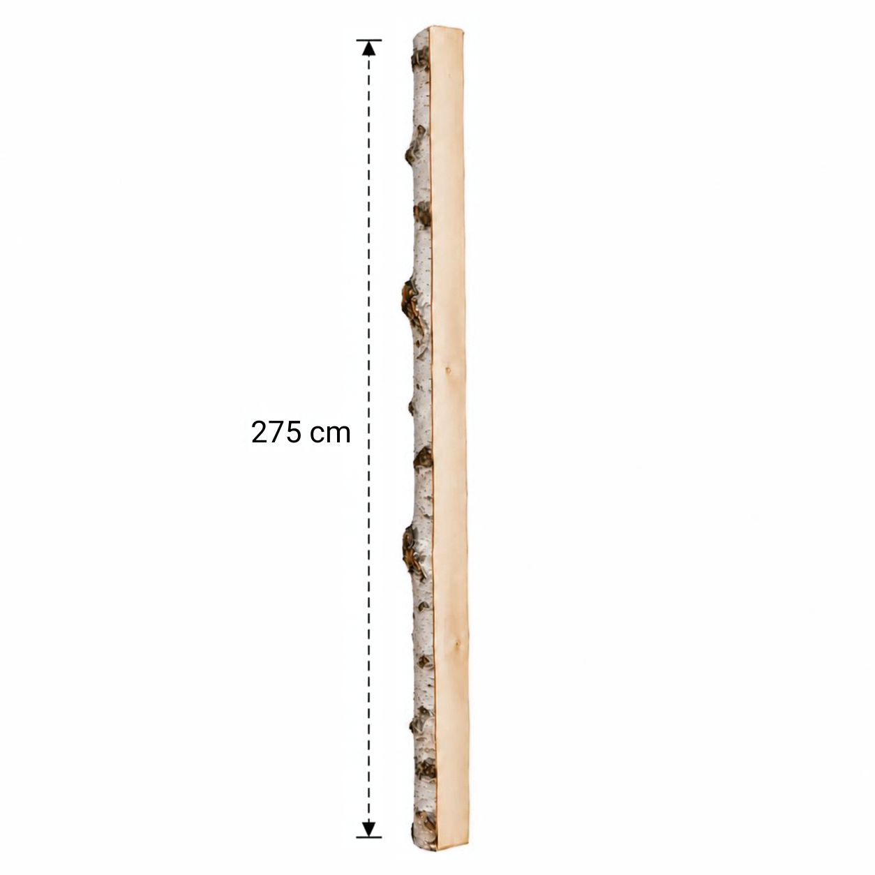 Halve Berkenstam 275 cm