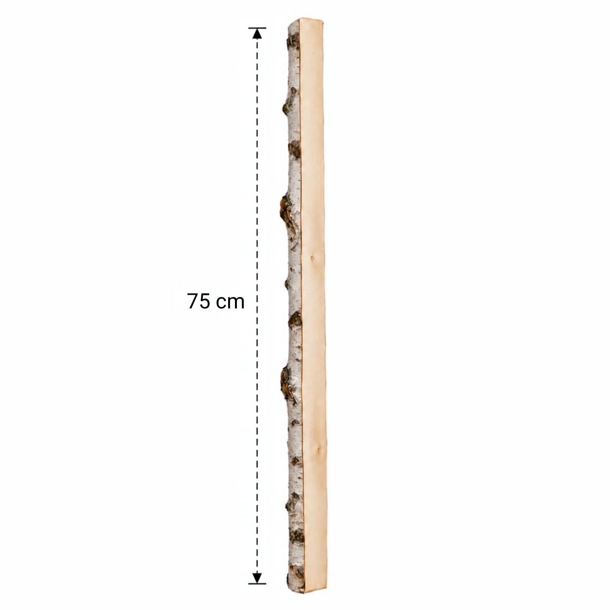 Halve Berkenstam 75 cm