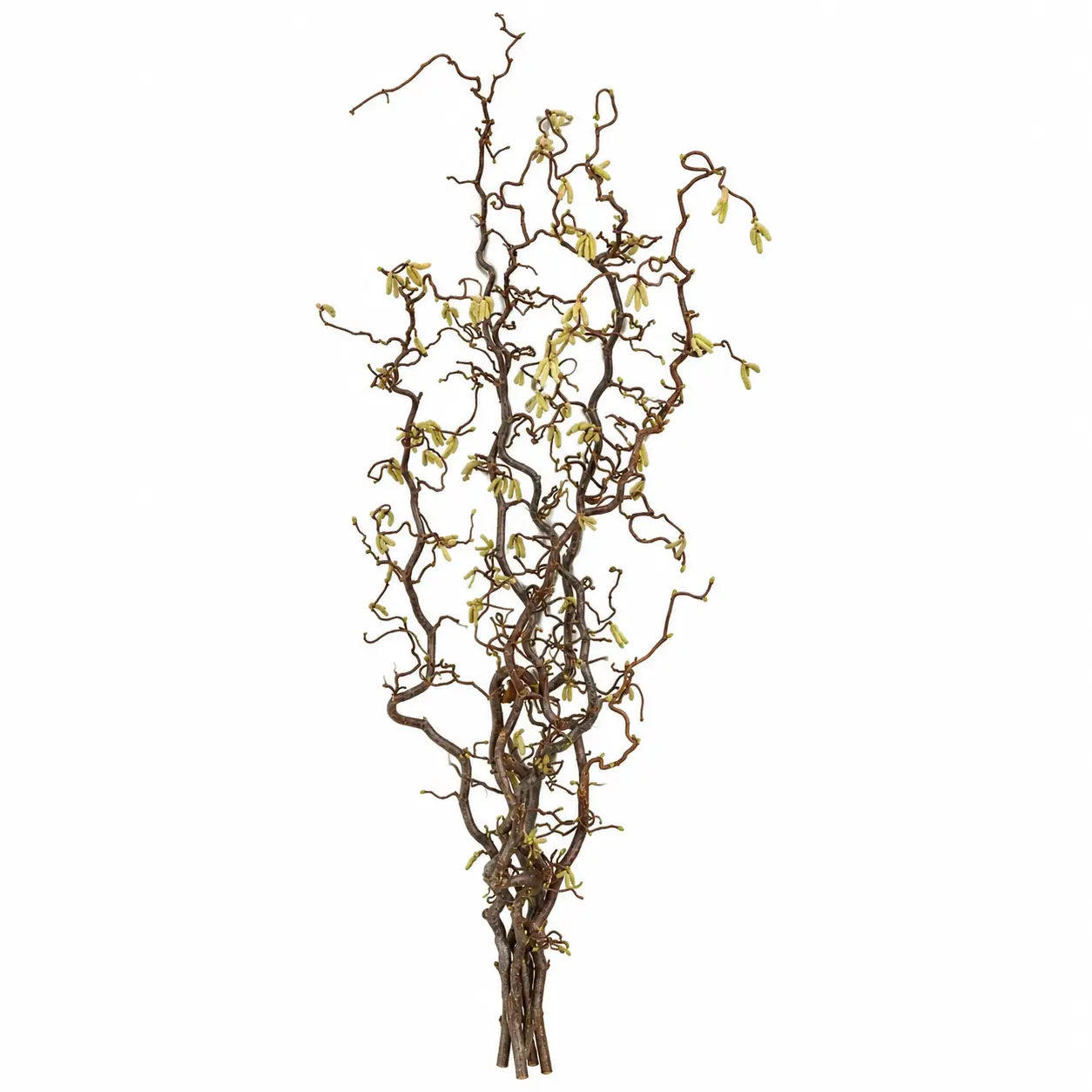 Hazelaartakken 120 cm