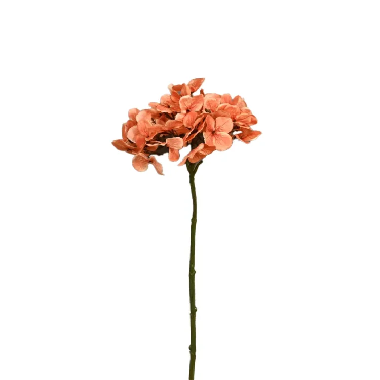 Hortensia_Oranje_Wit