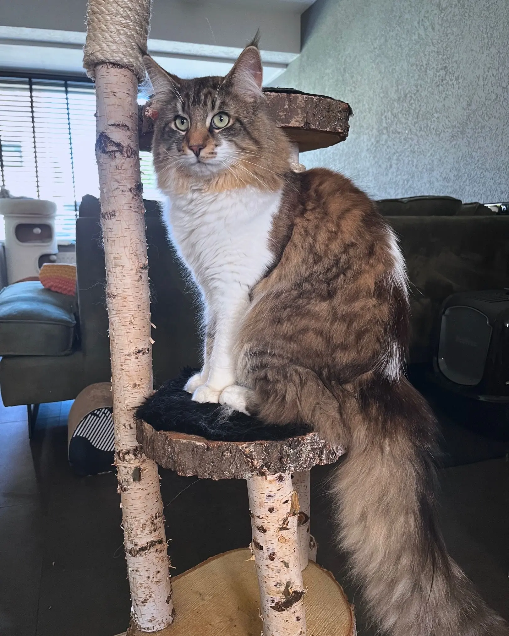 Kat zittend op krabpaal, kijkend omhoog