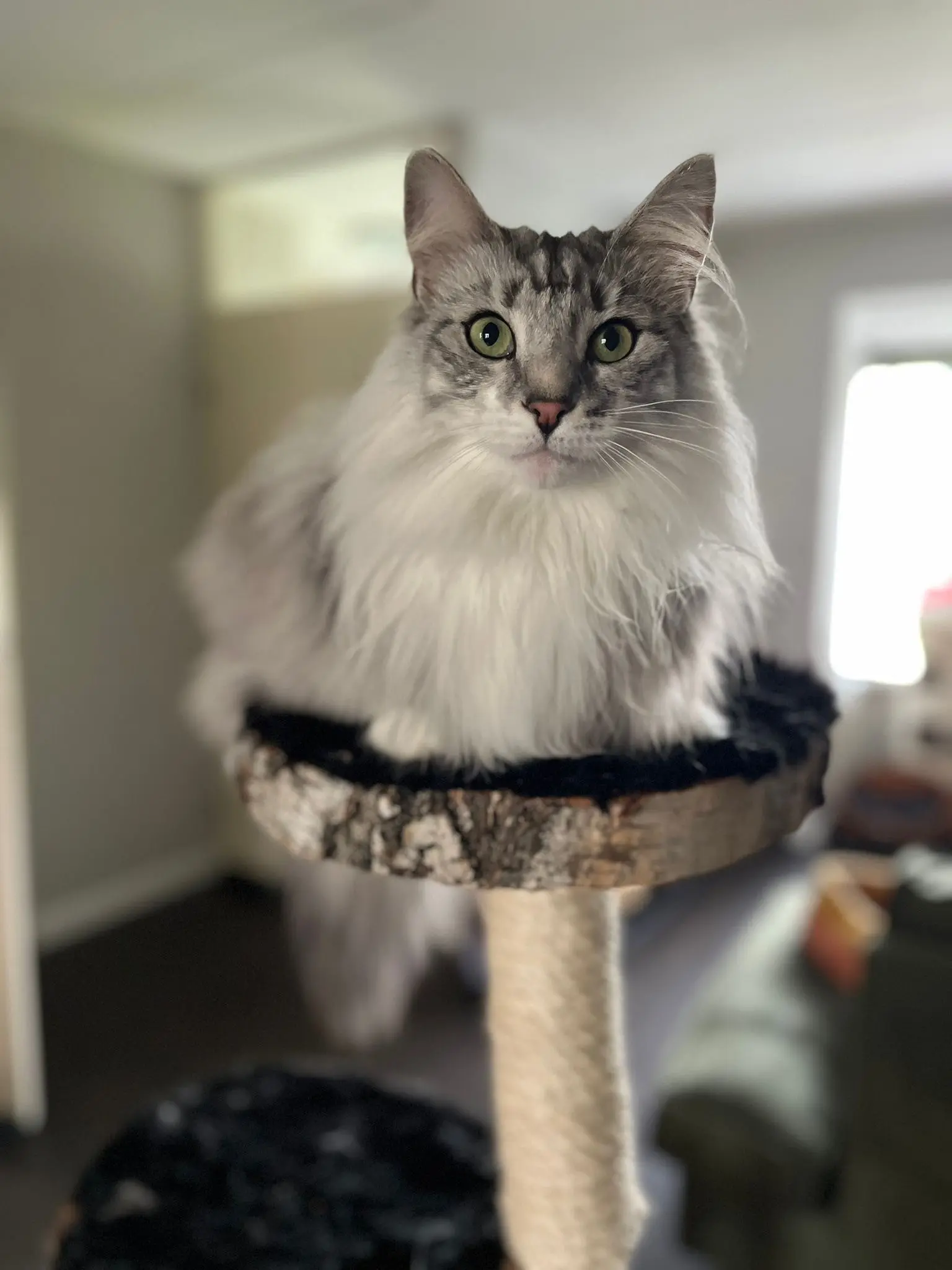 Krabpaal kat, zittend