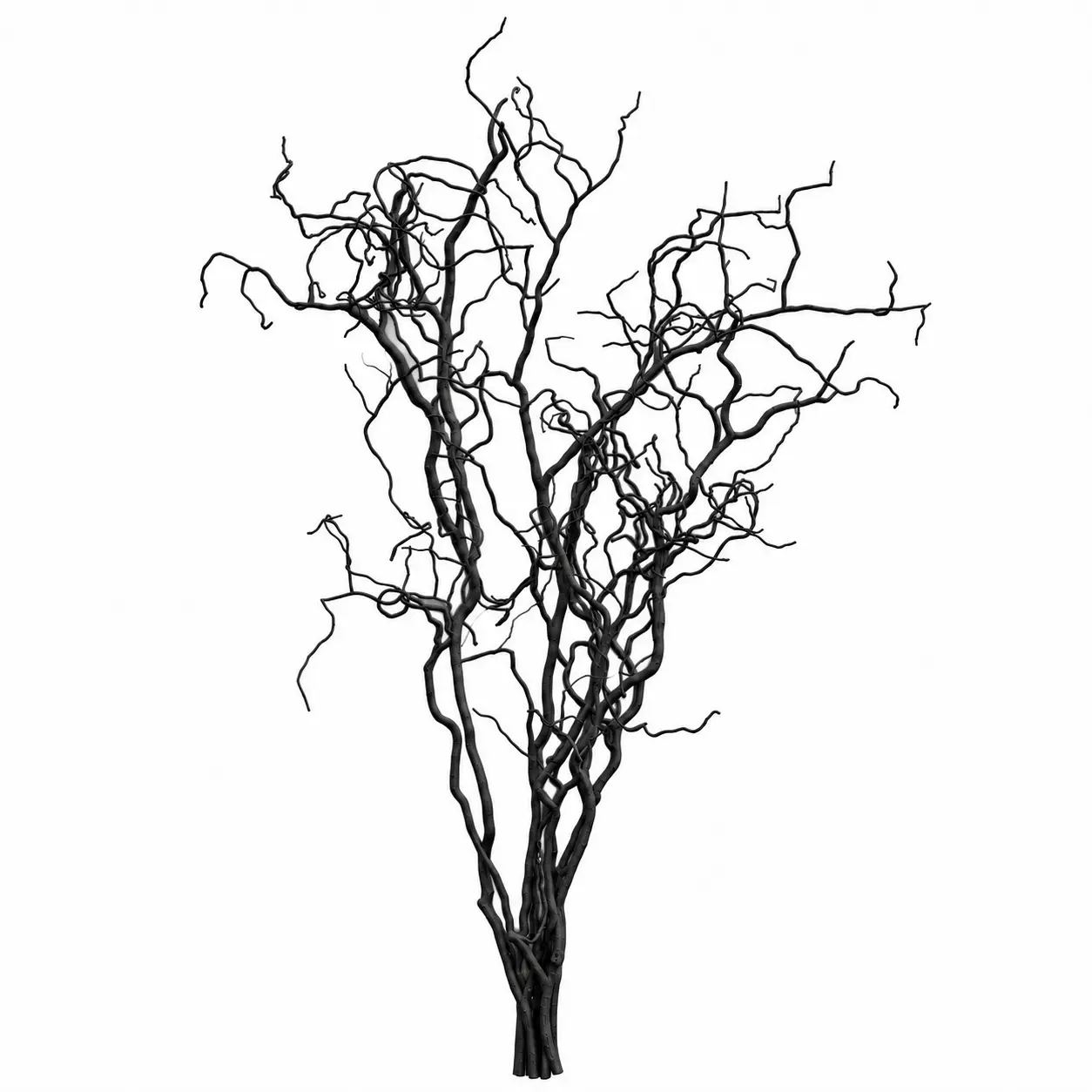 Kronkelwilgentakken zwart 150 cm
