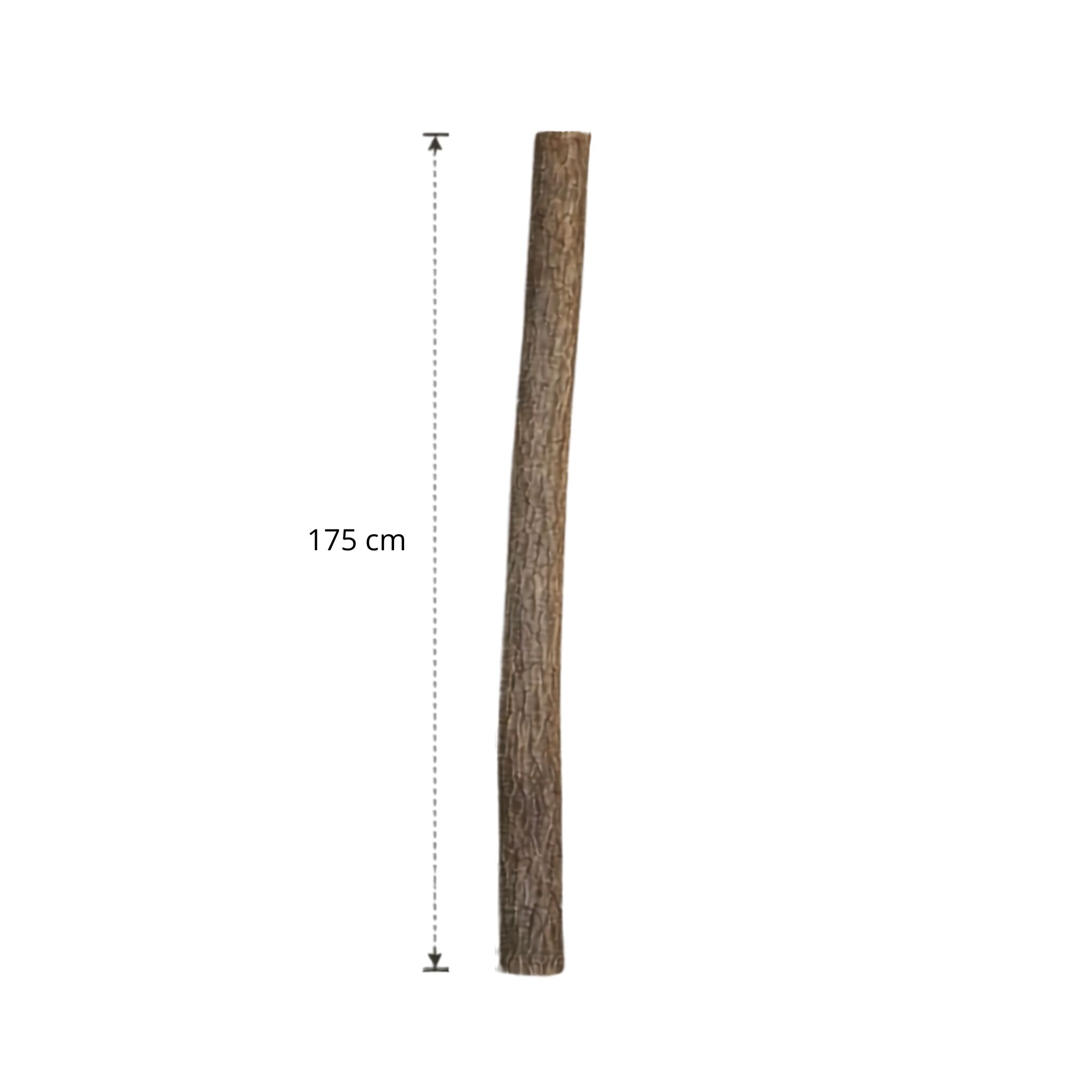Lindenstam 175 cm (6)