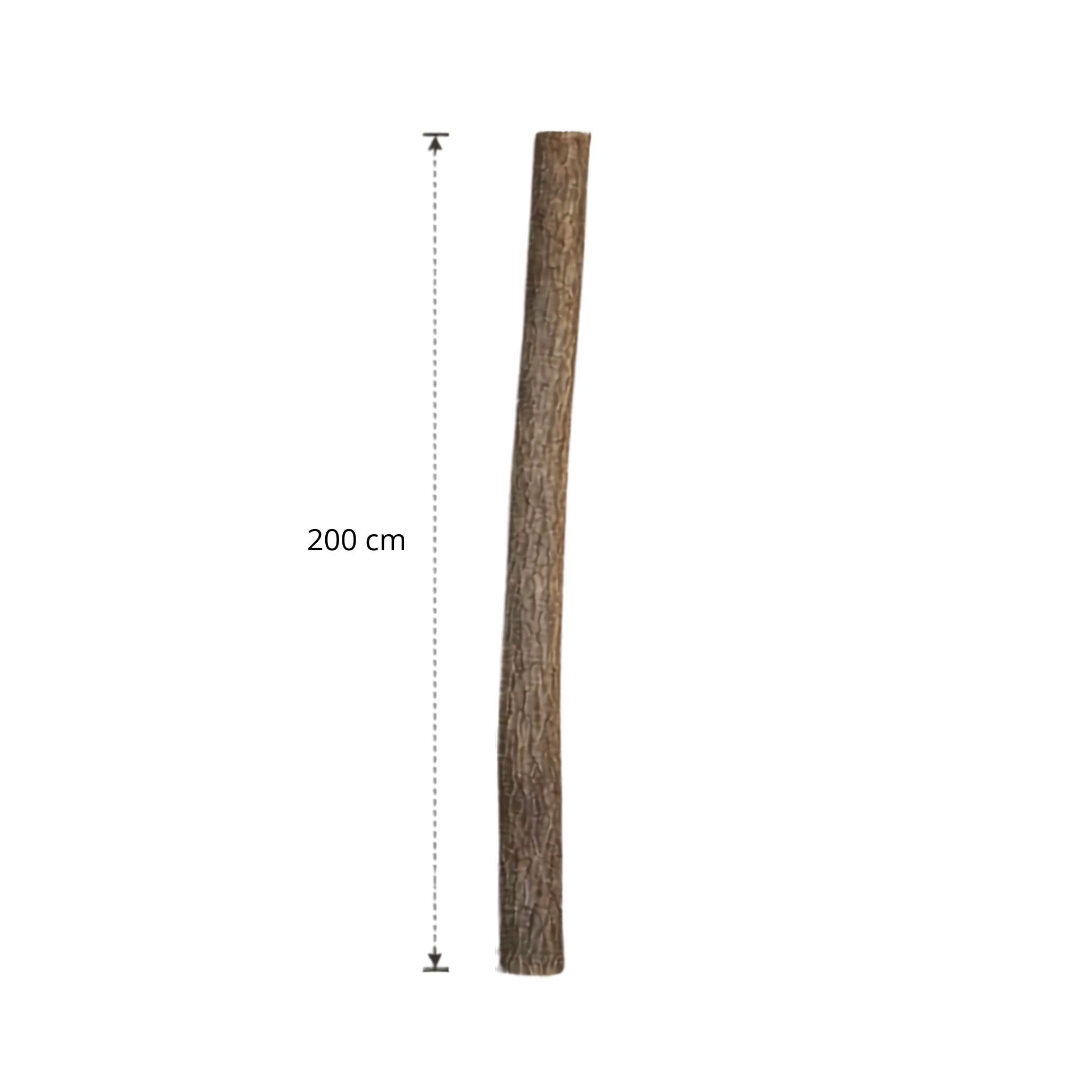 Lindenstam 200 cm (7)