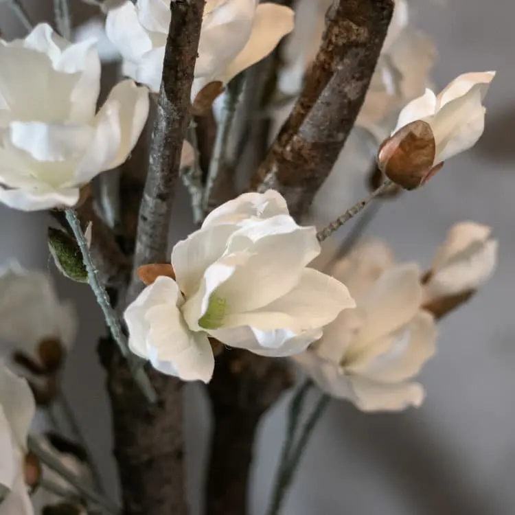 Magnoliaboom Valerie Wit Met pot 150 cm (4)